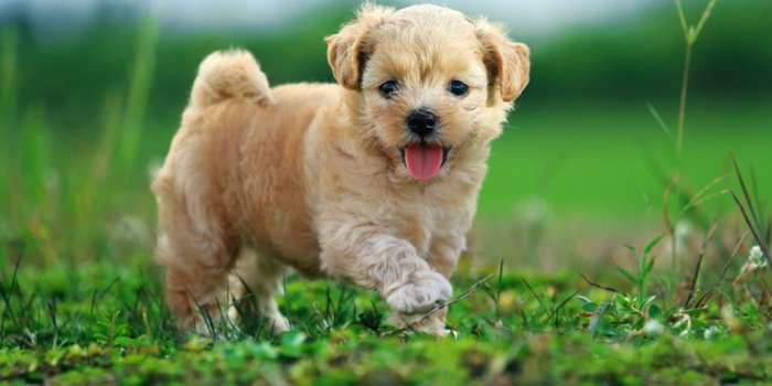 1366x1100 30+] Cool Dogs Wallpapers on WallpaperSafari