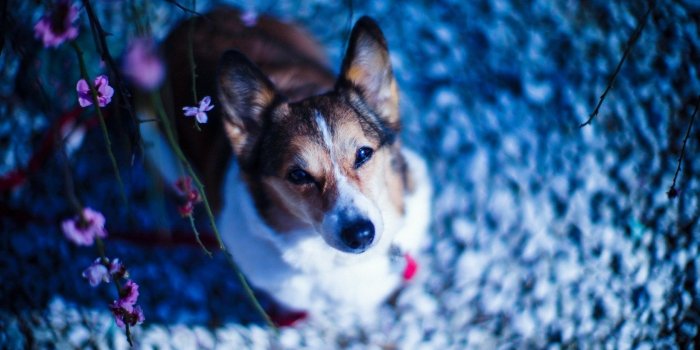 1680x1050 Cool Dog Look Wallpaper 44127 1680x1050px