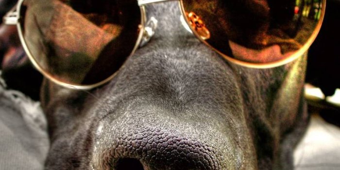 795x1200 Cool Dog Wallpaper by marceldereix - c3 - Free on ZEDGE™