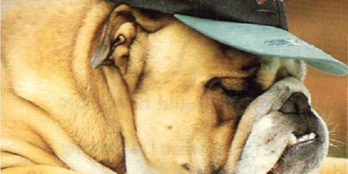 1024x768 Pet Dog Wallpaper ,Wallpaper Download , (57) - accomodations.asia