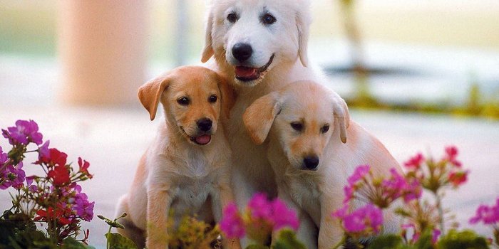1600x1200 New Dogs Wallpapers | Download High Quality HD Images
