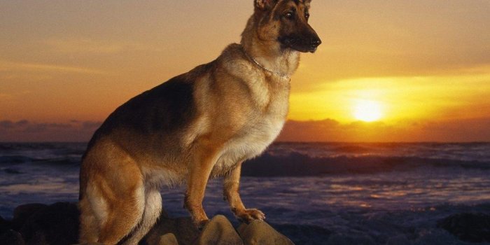 1024x768 Cool Dog Backgrounds