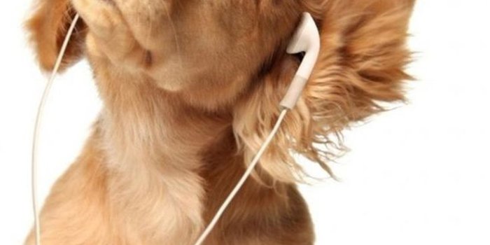 736x1308 Cool dog wallpapers Gallery