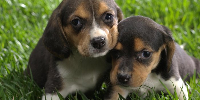 1920x1080 Cool Dogs - Dogs Wallpaper (13632556) - Fanpop