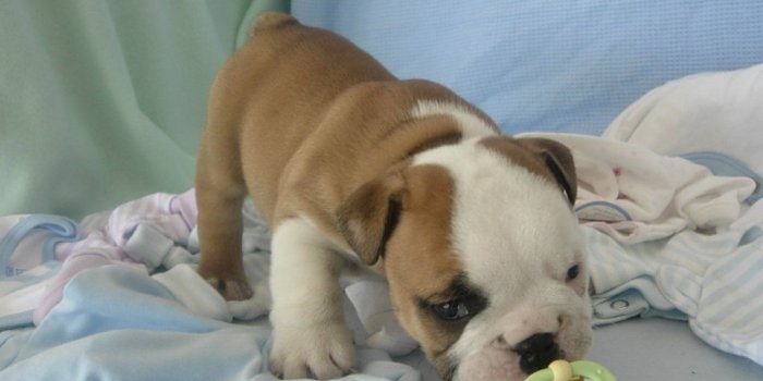 1280x720 Dog Wallpaper, Cool Dogs, Desktop Images, Dog Eyes, Animal