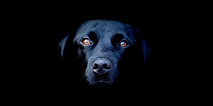 1600x1200 Download Cool Dog Wallpapers (58+) - Free Wallpaper For your screen.