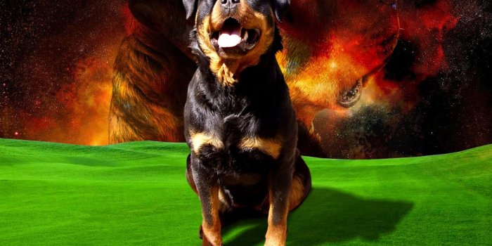 1280x1024 Cool dogs wallpapers Gallery