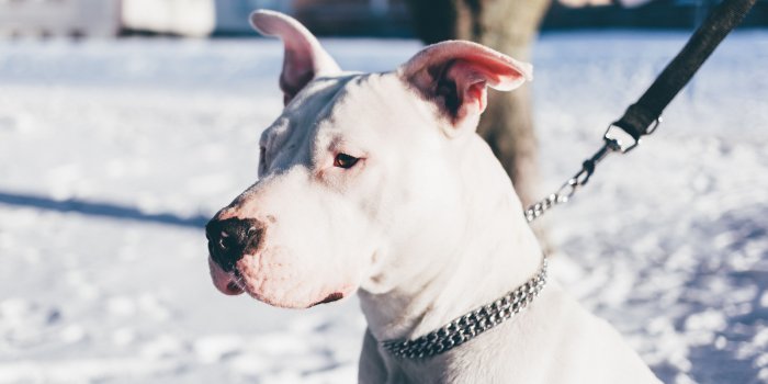 5003x3335 Hd Dog Wallpaper Desktop Cool - NU WALLPAPER HD