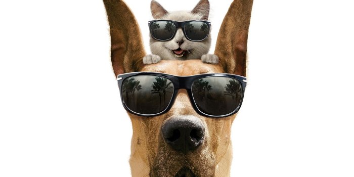 1920x1200 Cool Dog and Cat - Free wallpapers