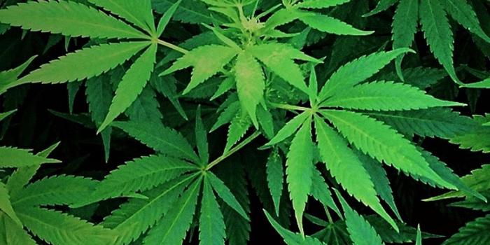 1080x1920 Weed Image » Hupages » Download Iphone Wallpapers