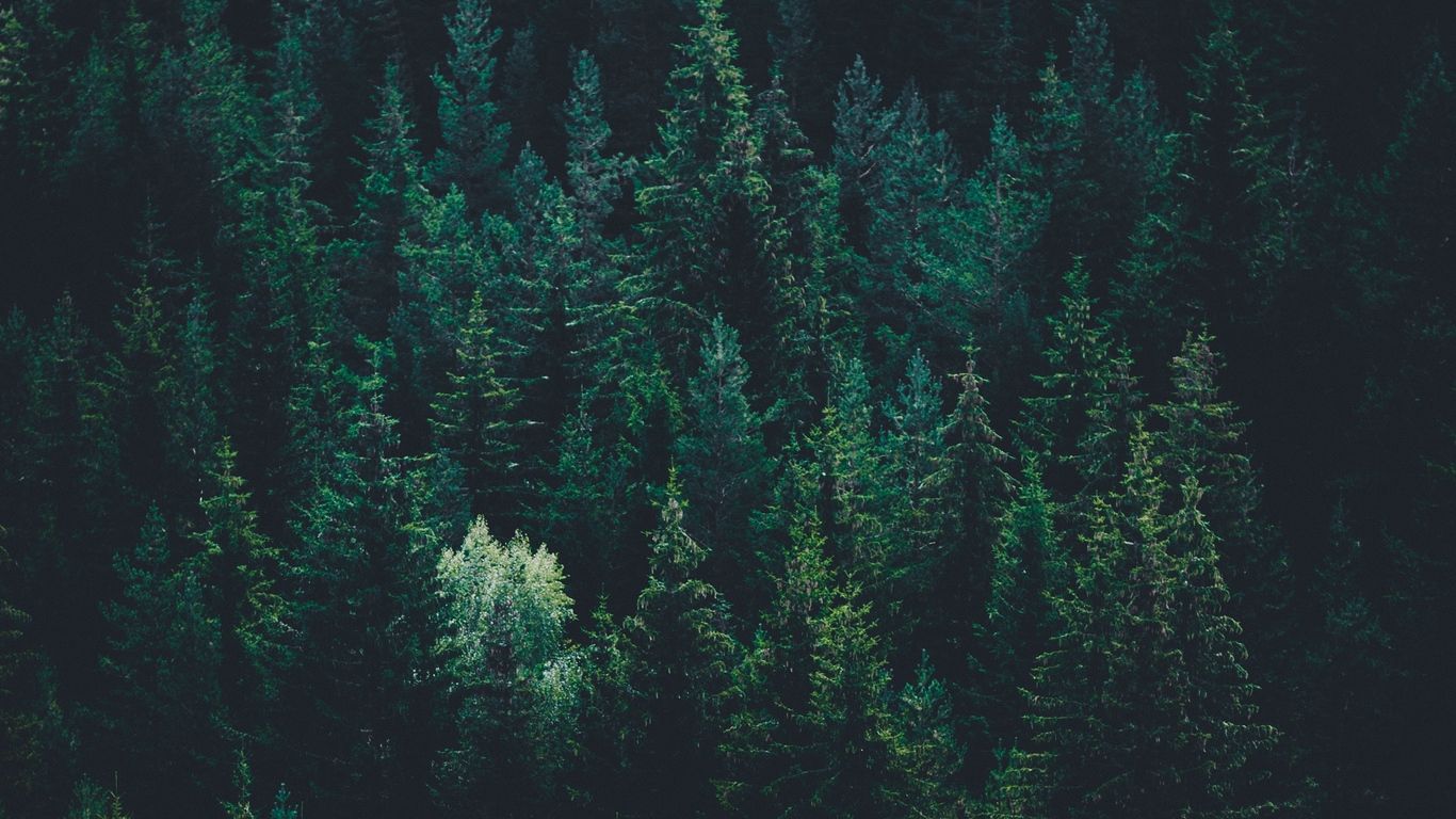 1366x768 Download wallpaper 1366x768 trees, top view, forest, dark tablet