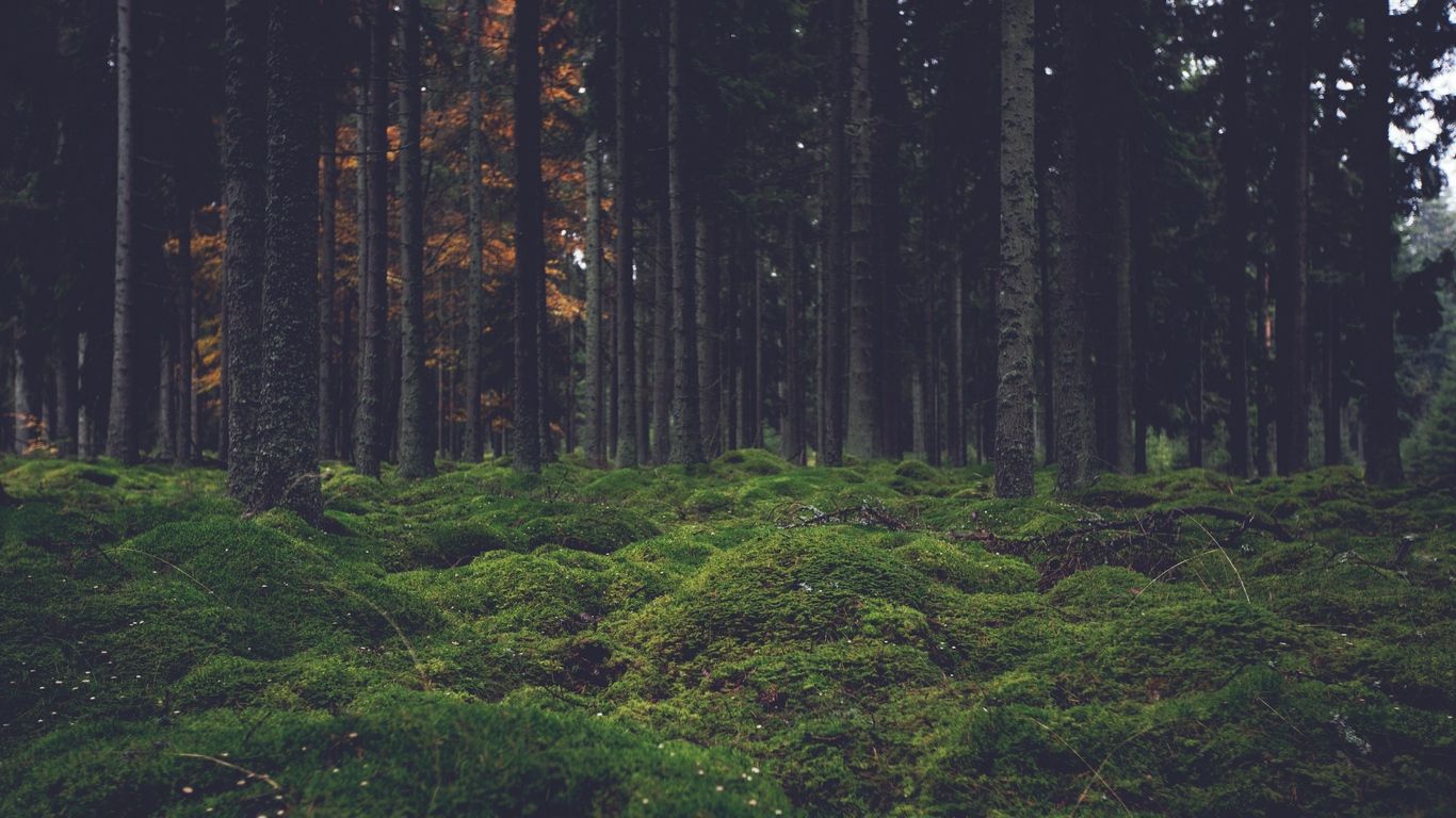 1366x768 Download wallpaper 1366x768 moss, trees, forest tablet, laptop hd