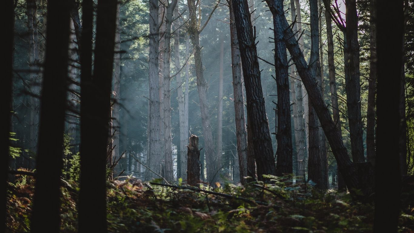 1366x768 Download wallpaper 1366x768 forest, fog, trees, sunlight, dawn