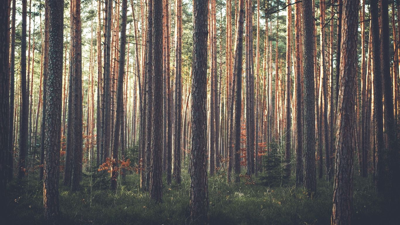 1366x768 Download wallpaper 1366x768 forest, pine, trees, grass tablet