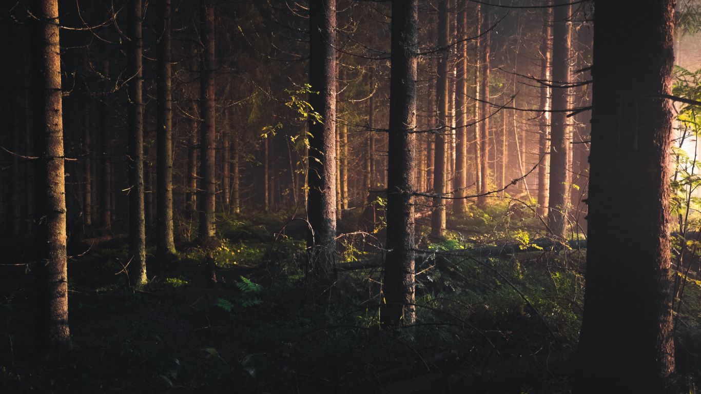 1366x768 Download 1366x768 wallpaper trees, finland, forest, nature, tablet