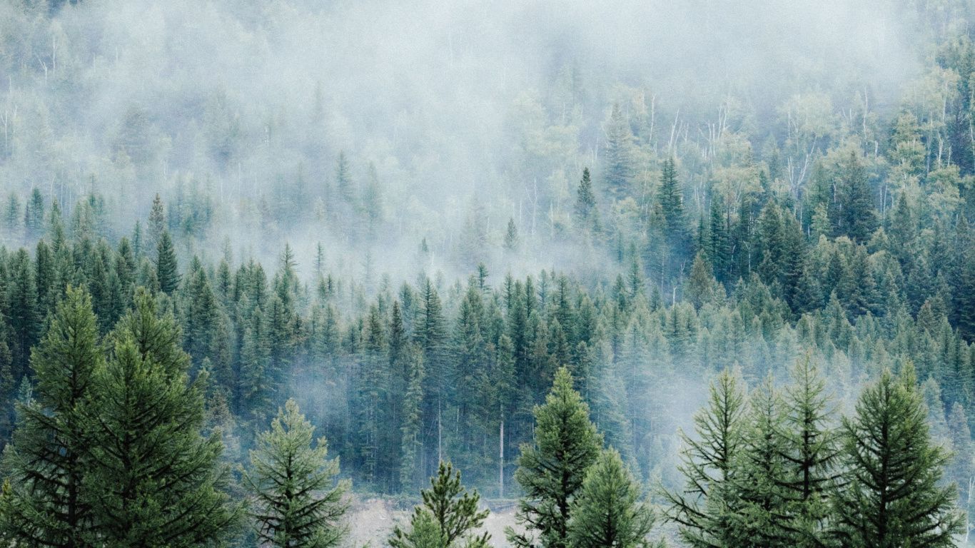 1366x768 Download 1366x768 wallpaper forest, fog, tree, nature, montana