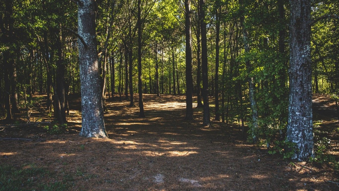1366x768 Download 1366x768 Forest, Path, Trees, Leaves Wallpapers for Laptop