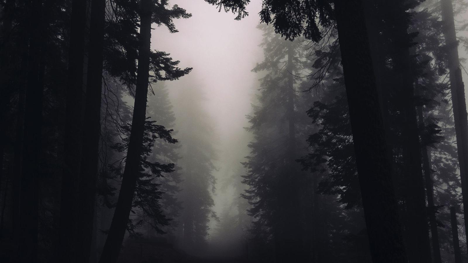 1920x1080 Gothic Forest Chromebook Wallpaper