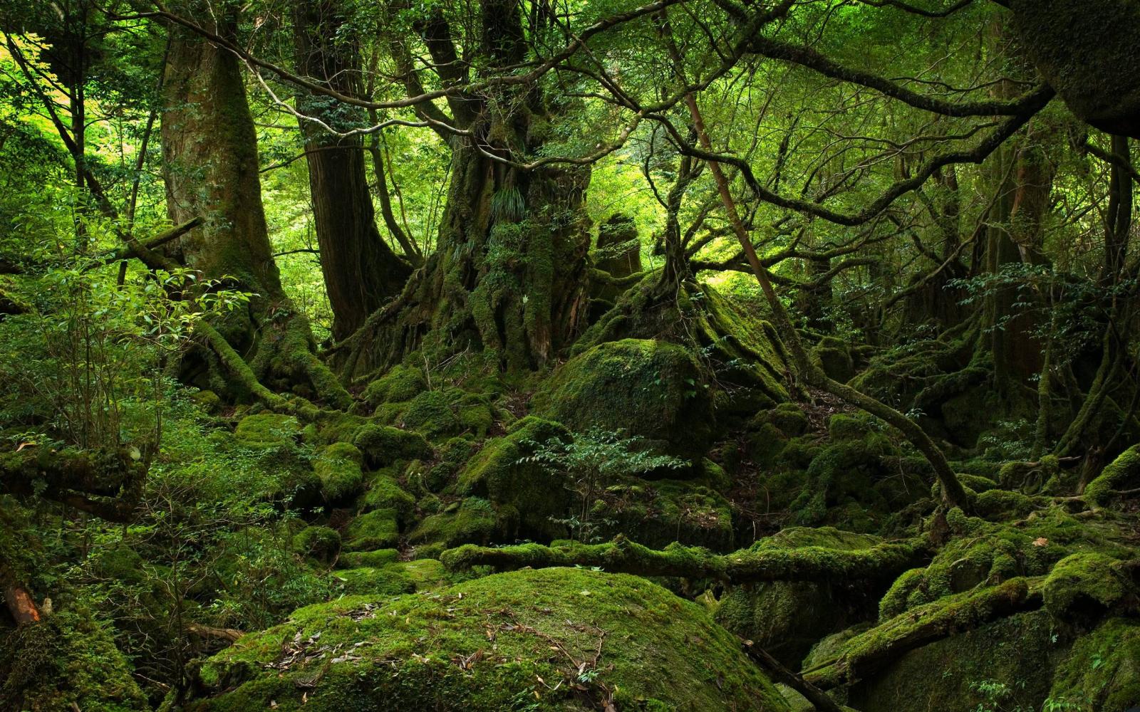 2560x1600 HD Forest Wallpapers - Top Free HD Forest Backgrounds - WallpaperAccess