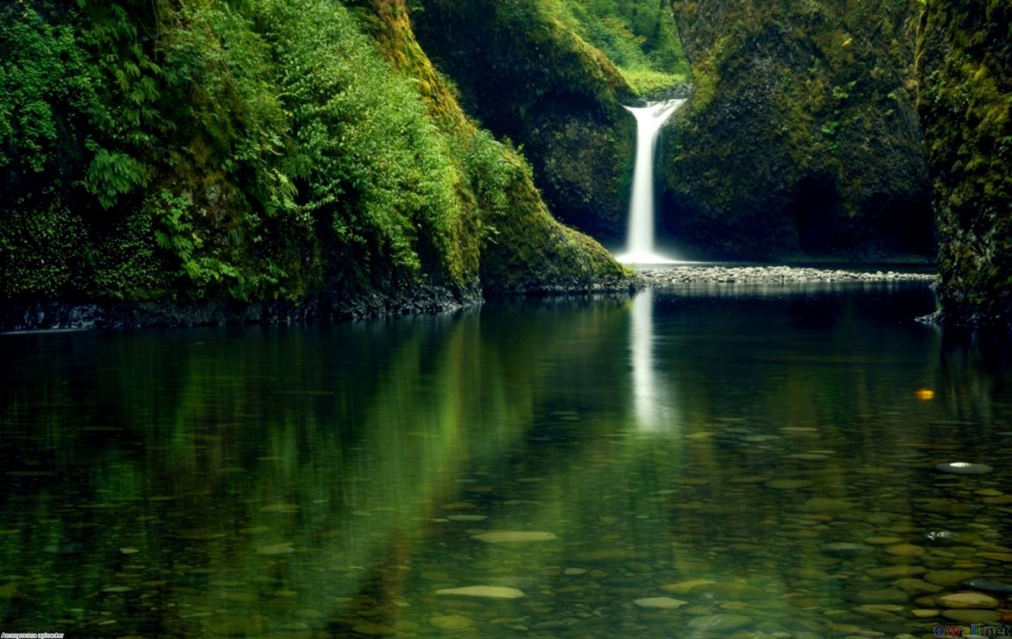 1440x910 Hd Nature Forest Wallpaper | Its Wallpapers