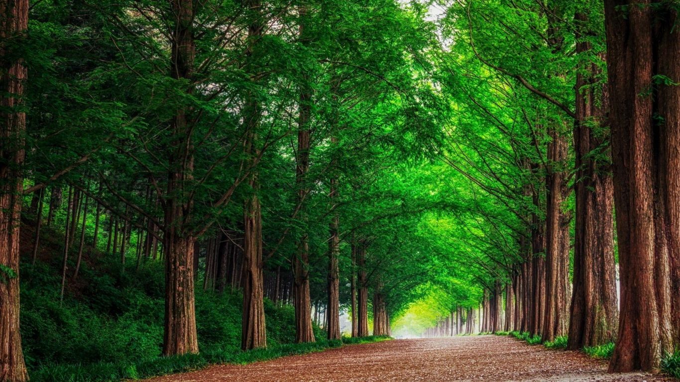 1366x768 HD Background Green Forest Trees Straight Road Wallpaper