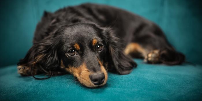 5616x3744 Black and tan long-haired Dachshund dog HD wallpaper | Wallpaper Flare