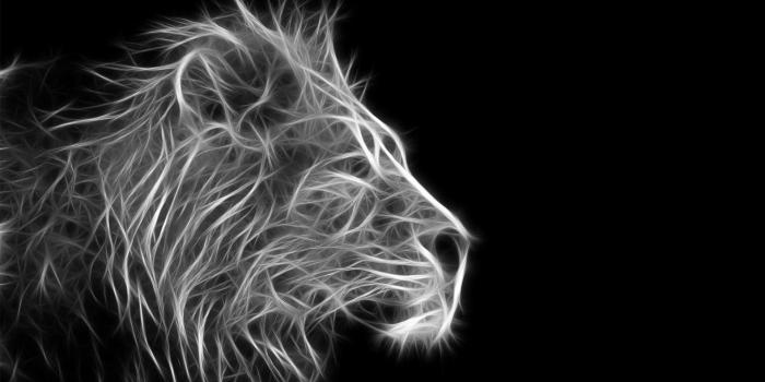1920x1200 Wallpapers Black Lion