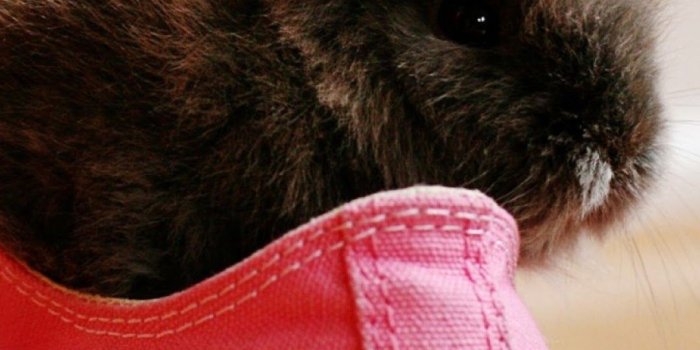 1080x1920 Android Best Wallpapers: Black Bunny In Pink Converse Android Best