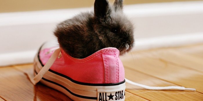 1920x1080 2914962 1920x1080 rabbits converse shoes wallpaper and background