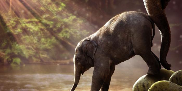 1920x1358 Baby Elephant Wallpapers HD for Desktop | Animals | Elephant
