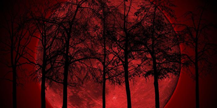 2560x1600 Dark Forest Wallpaper For Pc Pictures - Blood Moon In Forest