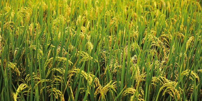 1920x1200 Best 43+ Rice Wallpaper on HipWallpaper | Clarice Reindeer Wallpaper