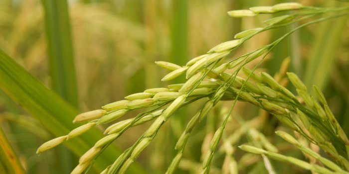 3840x2400 Rice Wallpapers