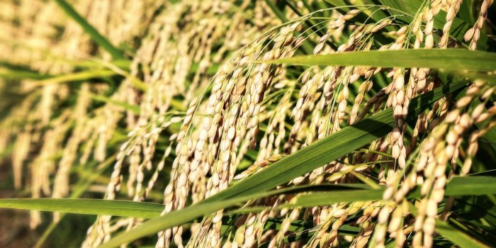 2560x1920 Look at All That Rice ❤ 4K HD Desktop Wallpaper for 4K Ultra HD TV