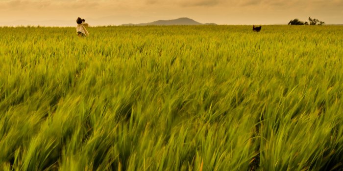 3554x1999 Rice Field Philippines ❤ 4K HD Desktop Wallpaper for 4K Ultra HD TV