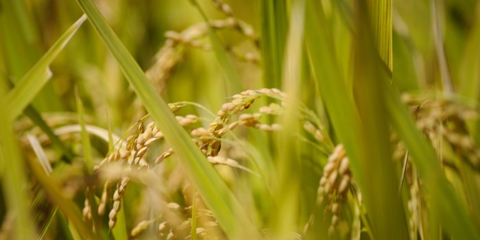 2560x1600 Rice Fields Wallpapers High Quality | Download Free