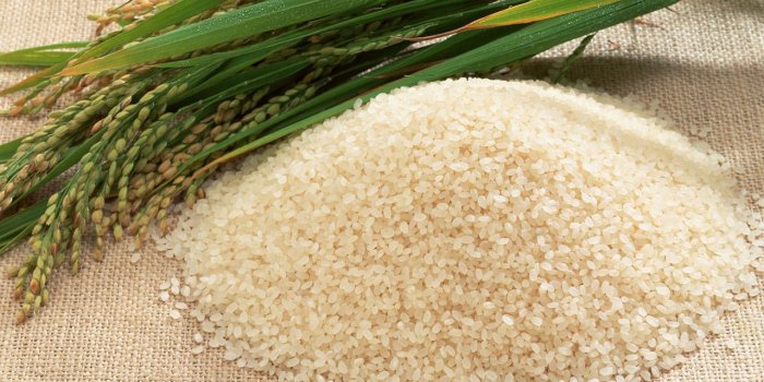 1280x800 rice － Cate Wallpapers - Free download wallpapers,windows xp