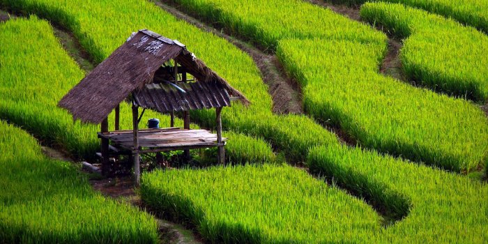 3840x2400 Rice Field Landscape ❤ 4K HD Desktop Wallpaper for 4K Ultra HD TV