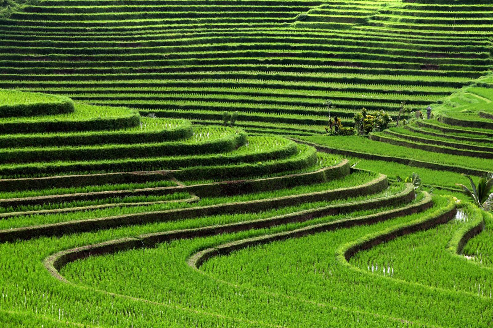 2400x1600 37 Rice Terrace HD Wallpapers | Background Images