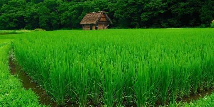 1920x1080 Beautiful Green Rice Field | Ençhanted World | Green nature