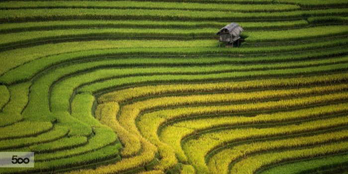 2048x1152 landscape, Rice Paddy Wallpapers HD / Desktop and Mobile Backgrounds