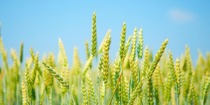 1366x768 Good Wallpapers | 22 Fine Rice Backgrounds