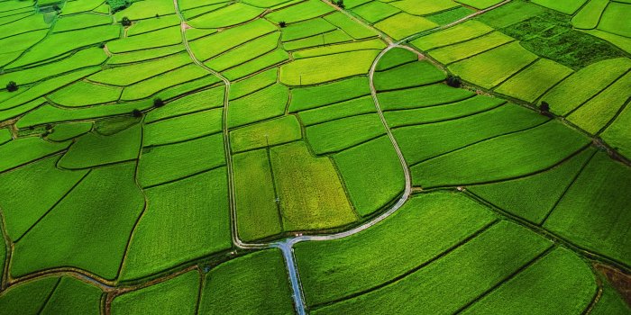 3888x2430 Rice Paddy | Digital Color | Lion wallpaper, Green wallpaper, Os