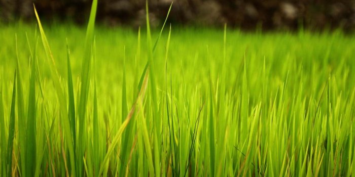 1440x900 Desktop wallpaper: March 2011 • Jus Medic