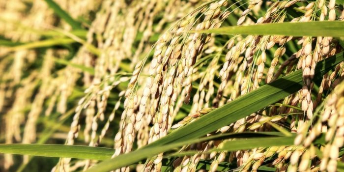 1280x1024 Download Look at All That Rice 4K HD Desktop Wallpaper for 4K Ultra