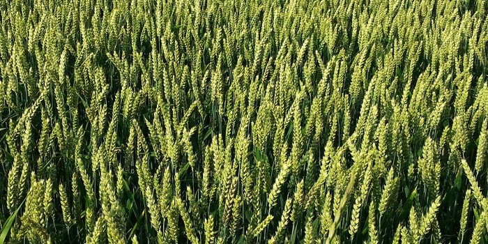 1366x768 wallpaper for desktop, laptop | nj78-field-green-fruit-food-rice-nature