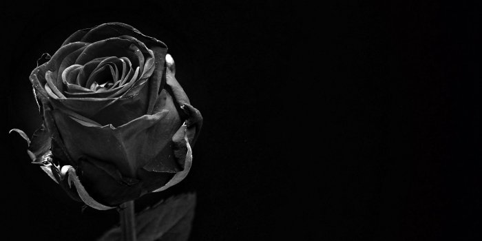 2048x1152 Download wallpaper 2048x1152 rose, black, bud, dark, bw ultrawide