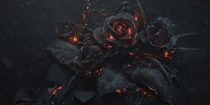 2048x1152 Rose Ash Burning Black Wallpapers - 2048x1152 - 640264
