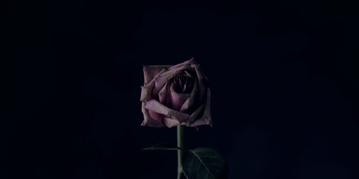 2048x1152 Download wallpaper 2048x1152 rose, flower, black background, bud