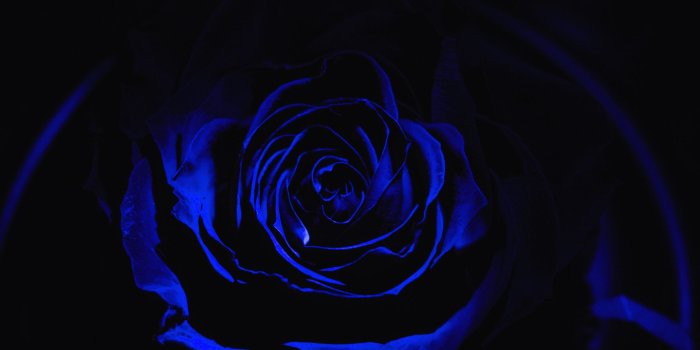 2048x1152 Black, Electric Blue, Blue, Blue Rose, Black Rose Image for Youtube